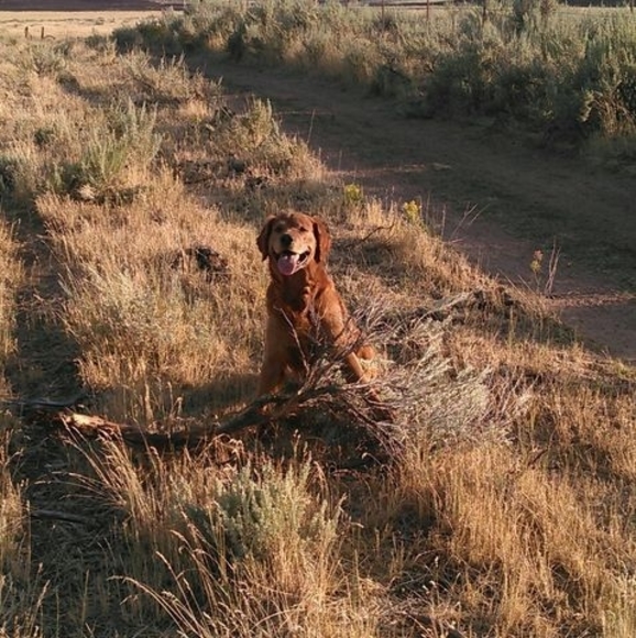 Meet your Posher, Lawrence - Picture 1 of 1